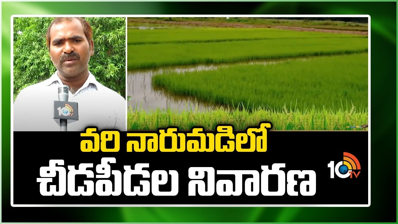 Paddy Nursery : తెలుగు రాష్ట్రాల్లో వరి నారుమడులు పోస్తున్న రైతులు.. Paddy Nursery : తెలుగు రాష్ట్రాల్లో వరి నారుమడులు పోస్తున్న రైతులు..