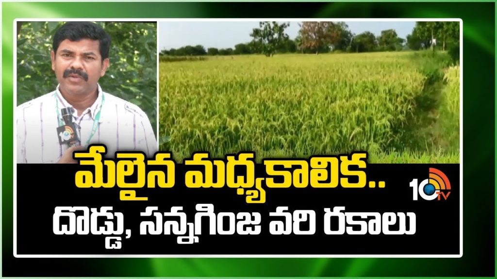 Paddy and Small Grained Rice Varieties