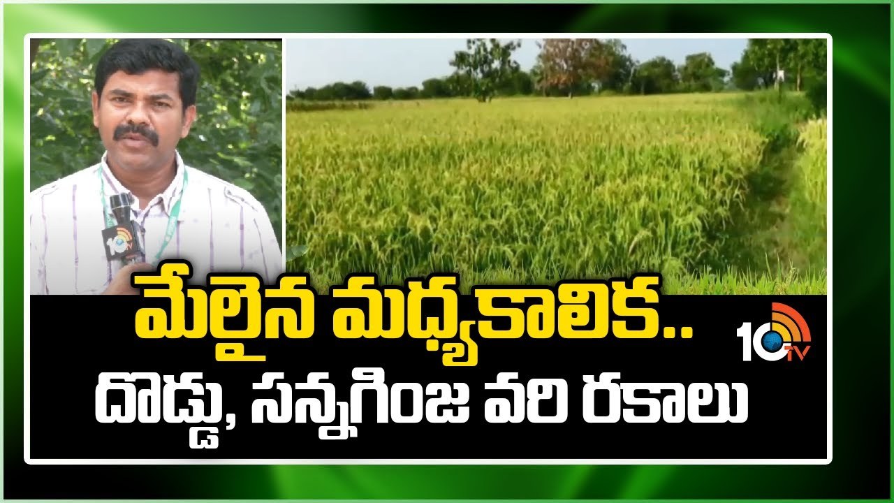 Rice Varieties : మేలైన మధ్యకాలిక.. దొడ్డు, సన్నగింజ వరి రకాలు Rice Varieties : మేలైన మధ్యకాలిక.. దొడ్డు, సన్నగింజ వరి రకాలు