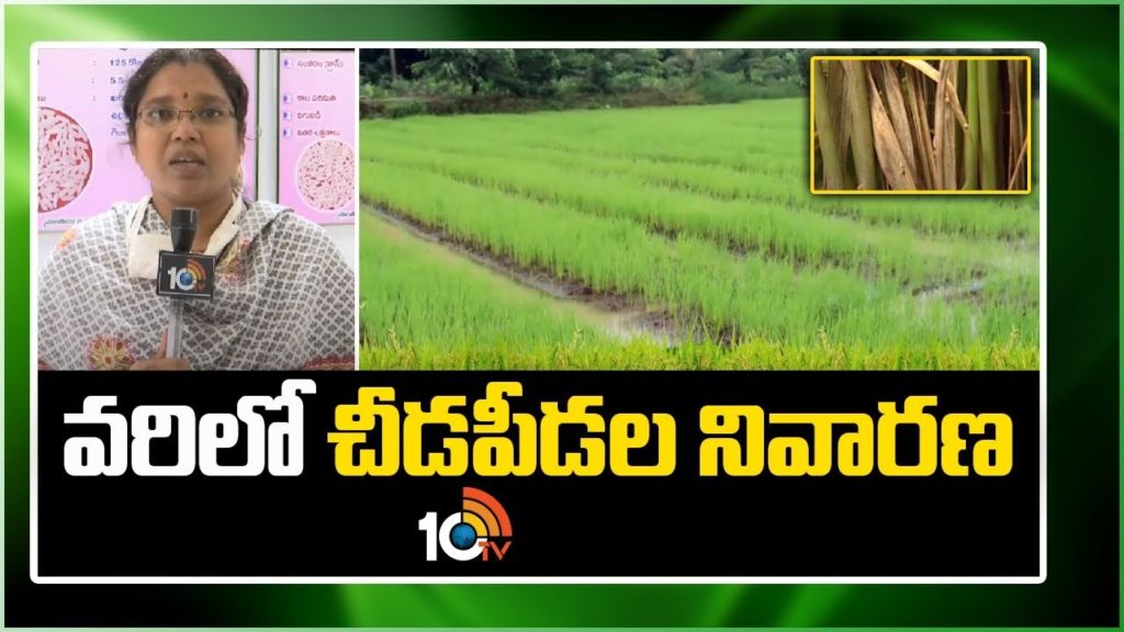 Pest Control In Paddy