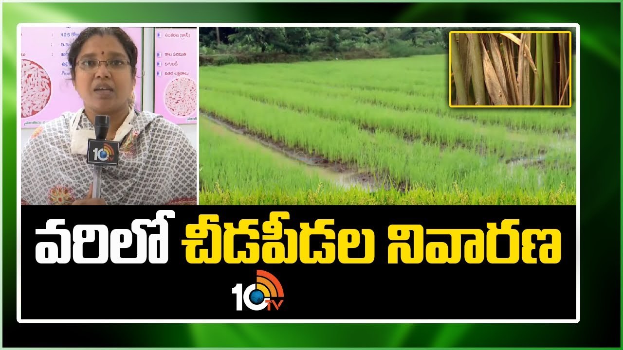 Paddy Pest Control : వరి పంటలో చీడపీడల ఉధృతి – నివారణకు శాస్త్రవేత్తల సూచనలు Paddy Pest Control : వరి పంటలో చీడపీడల ఉధృతి – నివారణకు శాస్త్రవేత్తల సూచనలు