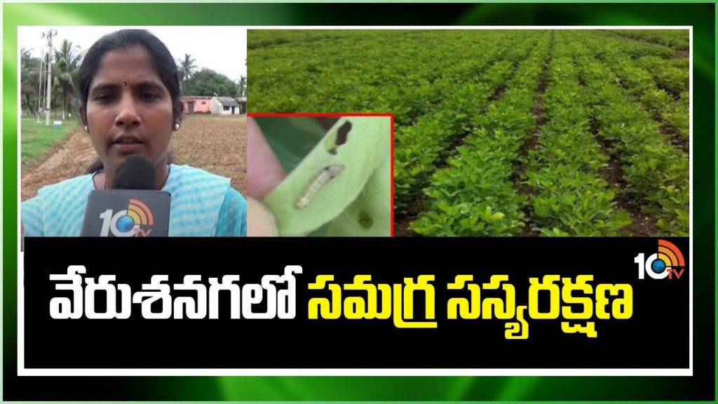 Pest Management in Groundnut Cultivation