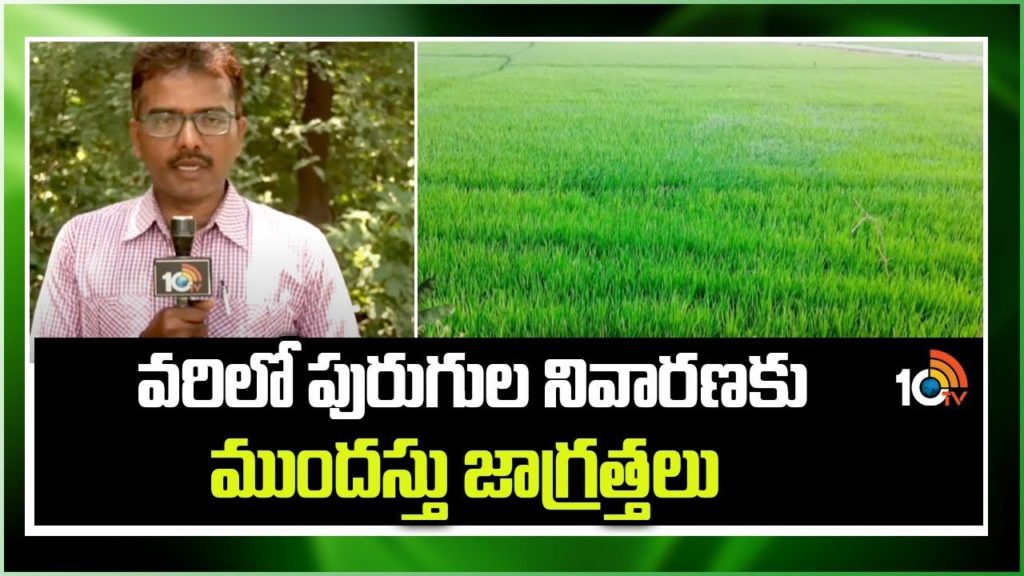 Precautions for Pest Control in Rice