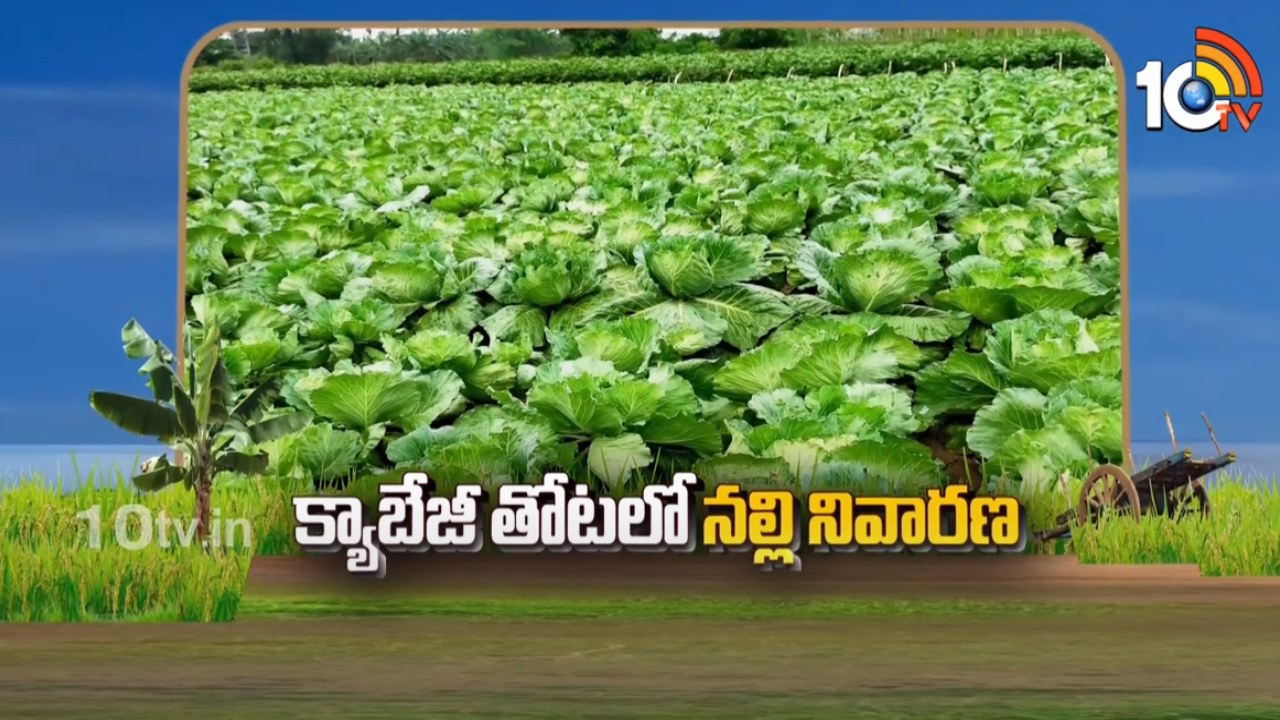 Cabbage Crop : క్యాబేజీ, క్యాలీఫ్లవర్ పంటలకు నల్లి బెడద – నివారిస్తే మంచి దిగుబడులు! Cabbage Crop : క్యాబేజీ, క్యాలీఫ్లవర్ పంటలకు నల్లి బెడద – నివారిస్తే మంచి దిగుబడులు!