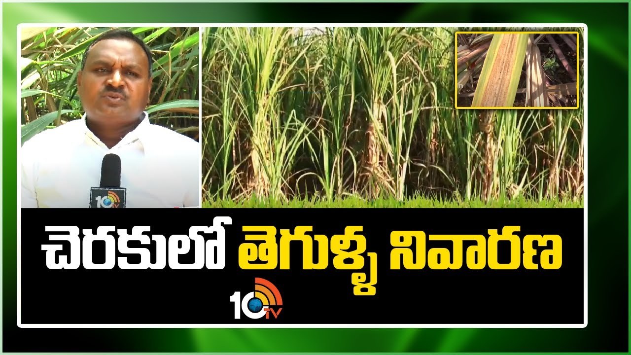 Pests in Sugarcane : చెరకు తోటల్లో పెరిగిన తెగుళ్లు.. నివారణ చర్యలు Pests in Sugarcane : చెరకు తోటల్లో పెరిగిన తెగుళ్లు.. నివారణ చర్యలు