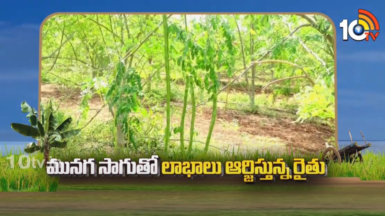 Drumstick Farming : ప్రత్యామ్నాయ పంటగా 8 ఎకరాల్లో మునగ సాగు.. 7 నెలలకే 16 లక్షల ఆదాయం పొందుతున్న రైతు Drumstick Farming : ప్రత్యామ్నాయ పంటగా 8 ఎకరాల్లో మునగ సాగు.. 7 నెలలకే 16 లక్షల ఆదాయం పొందుతున్న రైతు