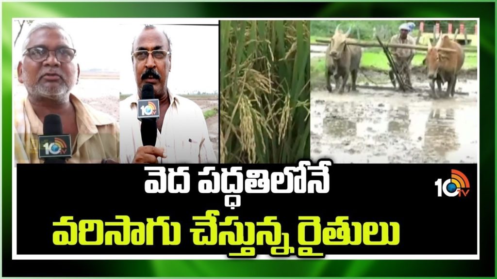 Profitable Crop Vedha Paddy