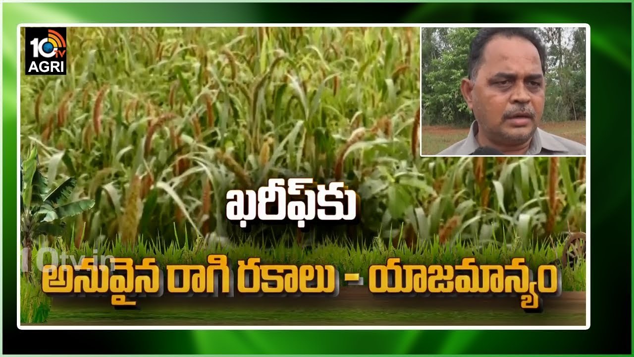 Ragi Varieties Suitable : ఖరీఫ్కు అనువైన రాగి రకాలు – అధిక దిగుబడులకు మేలైన యాజమన్య పద్ధతులు Ragi Varieties Suitable : ఖరీఫ్కు అనువైన రాగి రకాలు – అధిక దిగుబడులకు మేలైన యాజమన్య పద్ధతులు