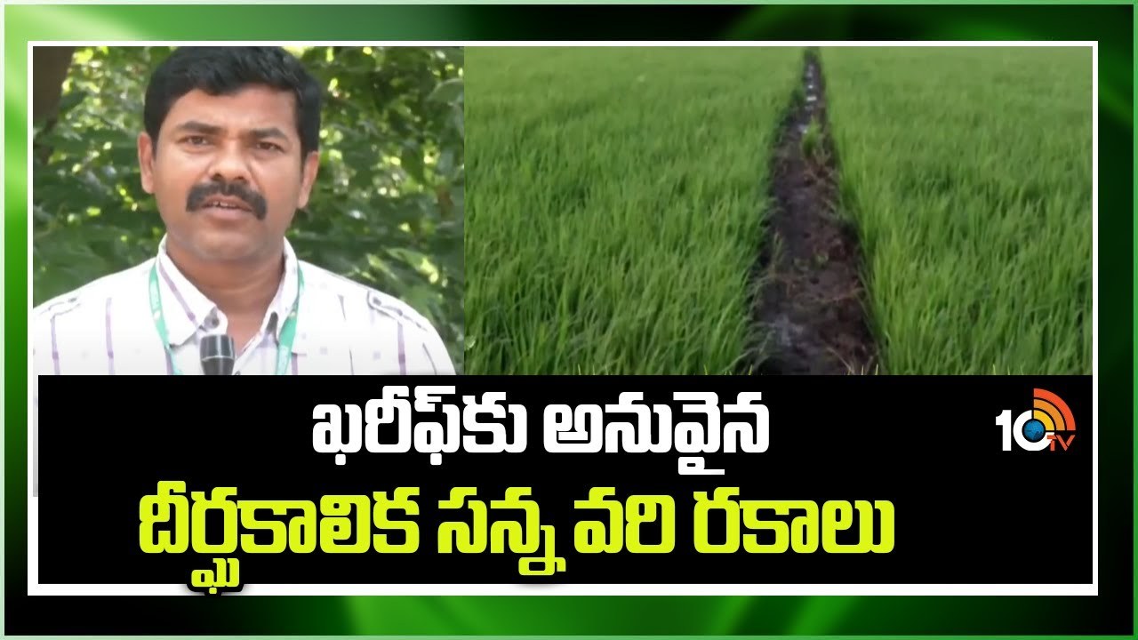 Rice Varieties : ఖరీఫ్కు అనువైన దీర్ఘకాలిక సన్న వరి రకాలు Rice Varieties : ఖరీఫ్కు అనువైన దీర్ఘకాలిక సన్న వరి రకాలు