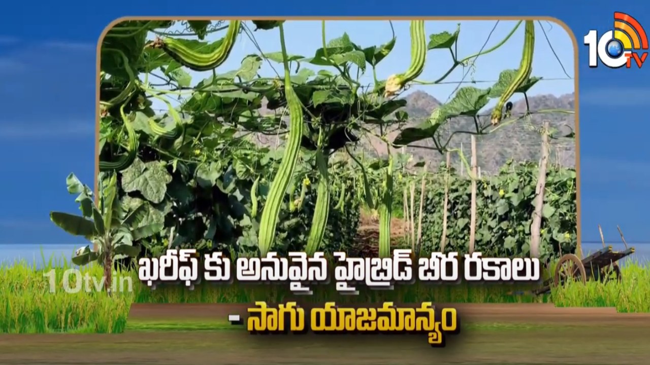 Ridge Gourd Cultivation : ఖరీఫ్కు అనువైన హైబ్రిడ్ బీర రకాలు- సాగు యాజమాన్యం Ridge Gourd Cultivation : ఖరీఫ్కు అనువైన హైబ్రిడ్ బీర రకాలు- సాగు యాజమాన్యం