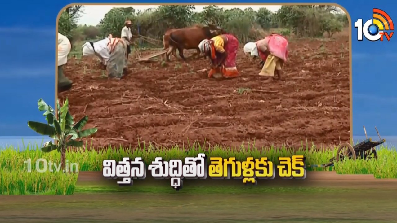 Seed Purification : విత్తన శుద్దితోనే తొలిదశ తెగుళ్ల నివారణ.. అధిక దిగుబడులు వస్తాయంటున్న శాస్త్రవేత్తలు Seed Purification : విత్తన శుద్దితోనే తొలిదశ తెగుళ్ల నివారణ.. అధిక దిగుబడులు వస్తాయంటున్న శాస్త్రవేత్తలు