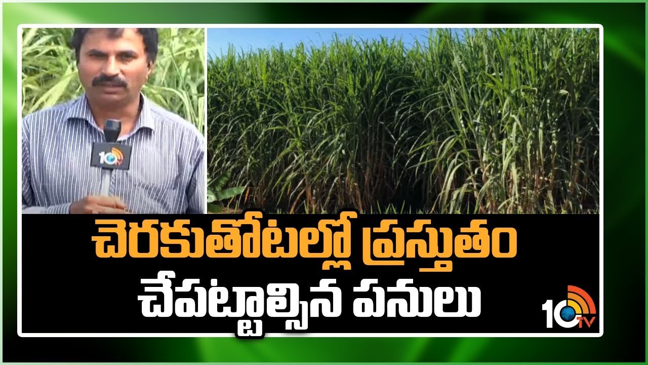 Sugarcane Cultivation : చెరకుతోటల్లో ప్రస్తుతం చేపట్టాల్సిన పనులు Sugarcane Cultivation : చెరకుతోటల్లో ప్రస్తుతం చేపట్టాల్సిన పనులు
