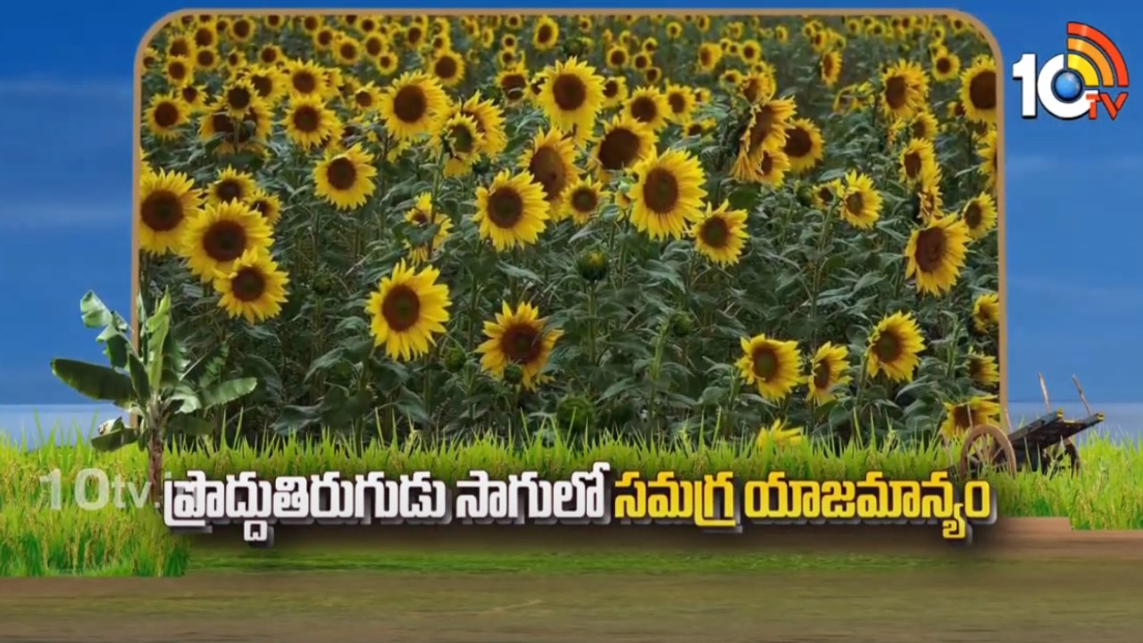 Sunflower Cultivation Tips : ప్రొద్దుతిరుగుడు సాగులో సమగ్ర యాజమాన్యం Sunflower Cultivation Tips : ప్రొద్దుతిరుగుడు సాగులో సమగ్ర యాజమాన్యం