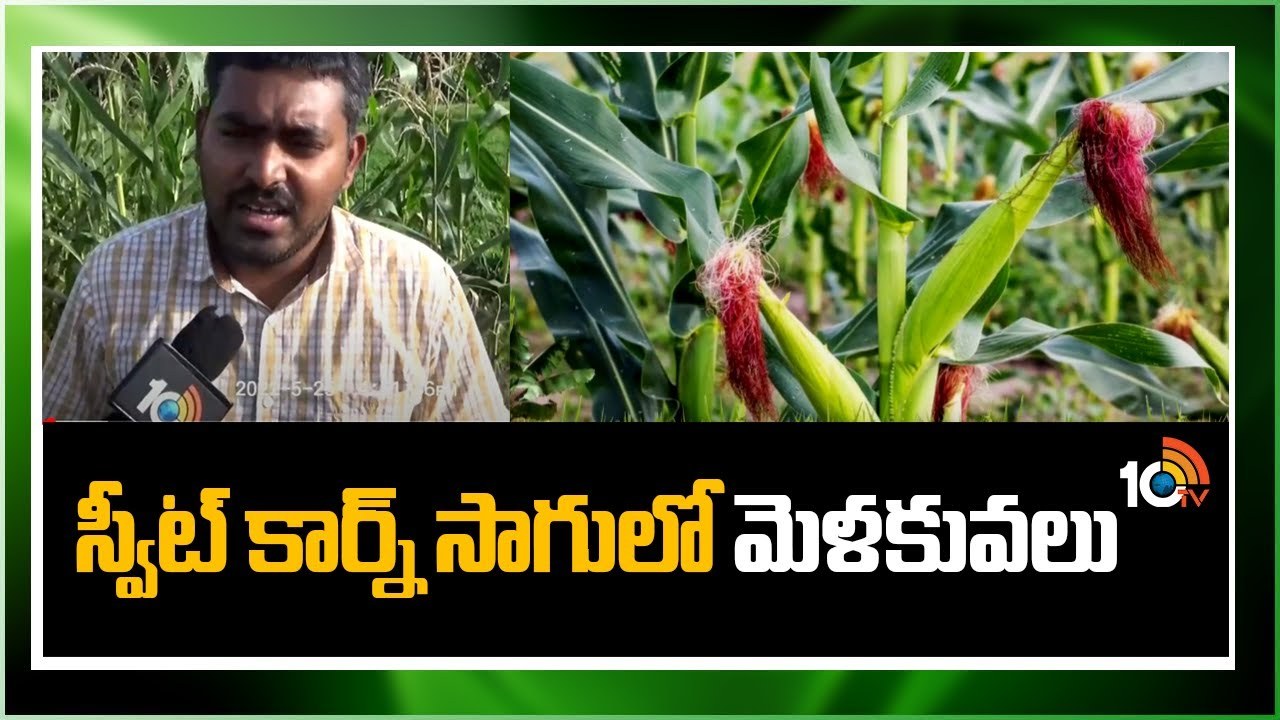 Sweetcorn Farming Tips : మార్కెట్లో స్వీట్ కార్న్కు మంచి డిమాండ్.. అధిక దిగుబడులకు మేలైన రకాలు Sweetcorn Farming Tips : మార్కెట్లో స్వీట్ కార్న్కు మంచి డిమాండ్.. అధిక దిగుబడులకు మేలైన రకాలు