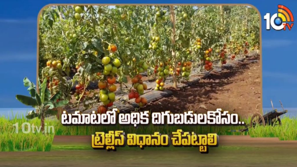 Tomato Cultivation