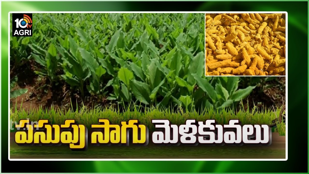 Turmeric Cultivation : పసుపు సాగు మెళకువలు.. రకాల ఎంపిక, సూచనలు Turmeric Cultivation : పసుపు సాగు మెళకువలు.. రకాల ఎంపిక, సూచనలు