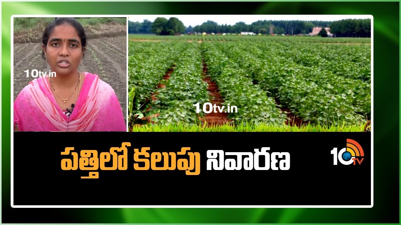 Weed Control In Cotton : తెలంగాణలో అధిక విస్తీర్ణంలో సాగు కానున్న పత్తి.. కలుపు నివారణ.. Weed Control In Cotton : తెలంగాణలో అధిక విస్తీర్ణంలో సాగు కానున్న పత్తి.. కలుపు నివారణ..