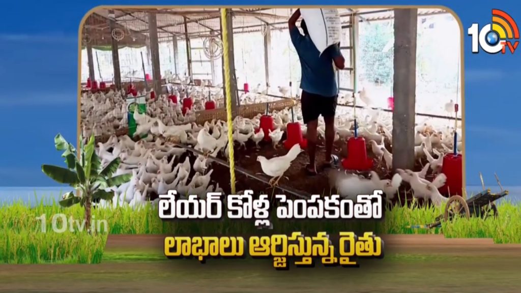 farmer earns profits by rearing layer chickens
