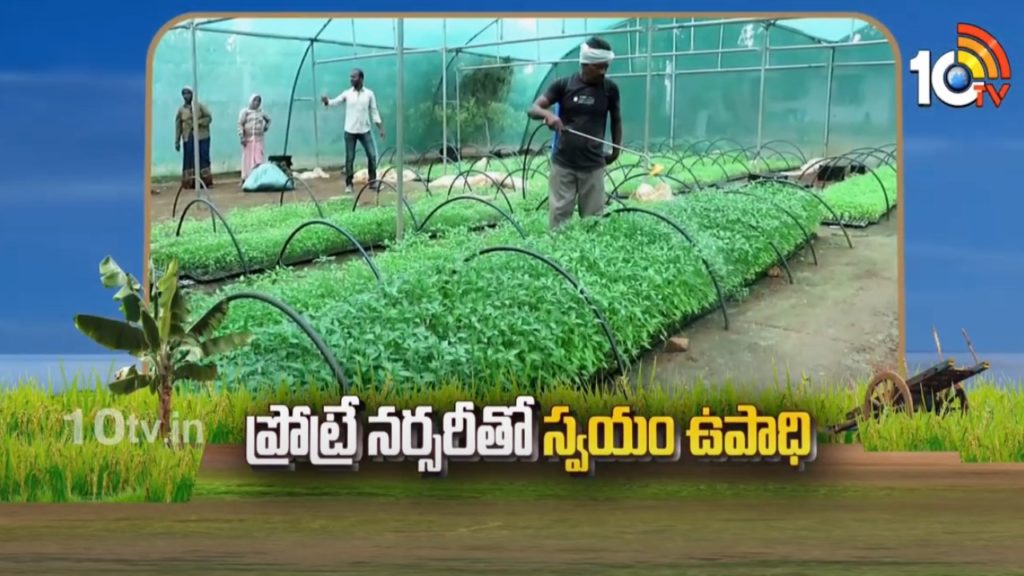 protray raising of vegetable