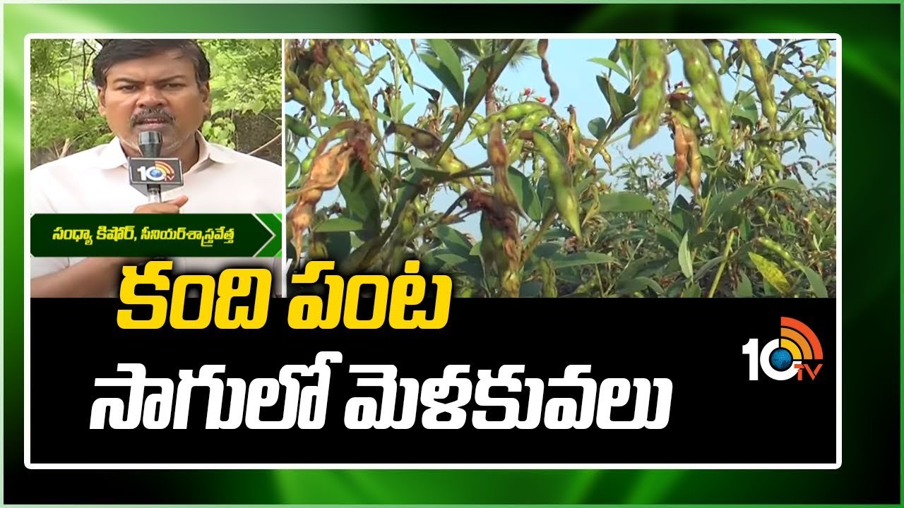 Sorghum Cultivation Process : కంది పంట సాగులో పాటించాల్సిన మెళకువలు.. అధిక దిగుబడులకు శాస్త్రవేత్తల సూచనలు Sorghum Cultivation Process : కంది పంట సాగులో పాటించాల్సిన మెళకువలు.. అధిక దిగుబడులకు శాస్త్రవేత్తల సూచనలు