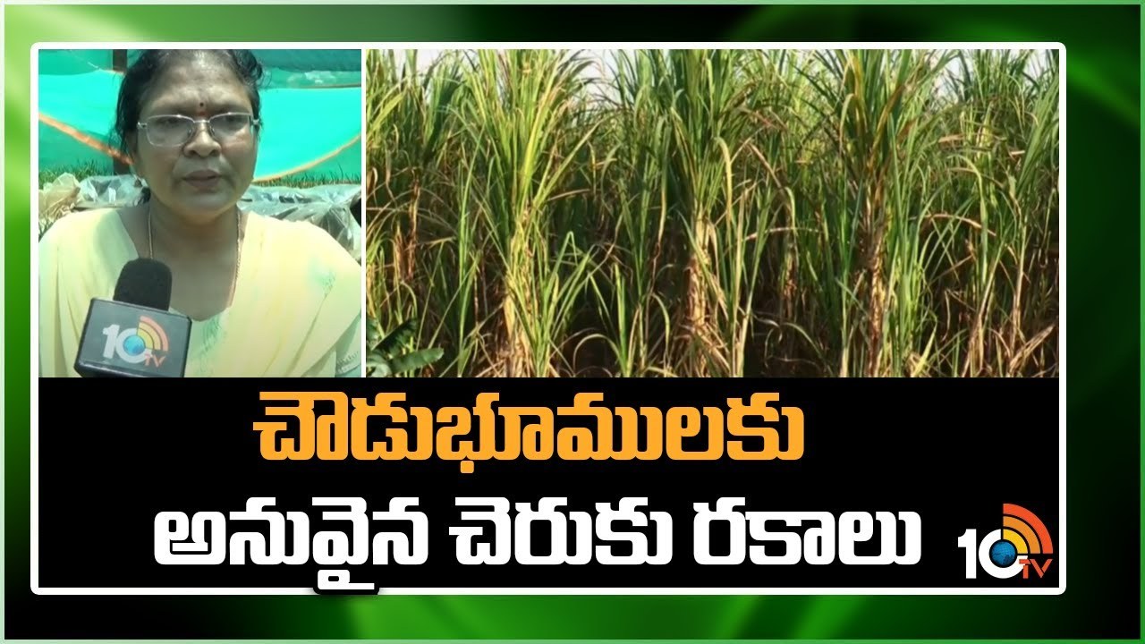 Varieties of Sugarcane : చౌడుభూములకు అనువైన చెరుకు రకాలు Varieties of Sugarcane : చౌడుభూములకు అనువైన చెరుకు రకాలు