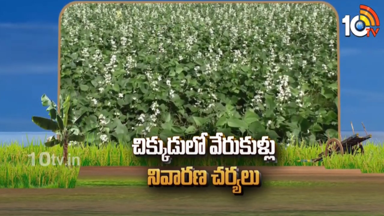 Beans Cultivation : చిక్కుడులో వేరుకుళ్లు తెగులు – నివారణకు శాస్త్రవేత్తల సూచనలు Beans Cultivation : చిక్కుడులో వేరుకుళ్లు తెగులు – నివారణకు శాస్త్రవేత్తల సూచనలు