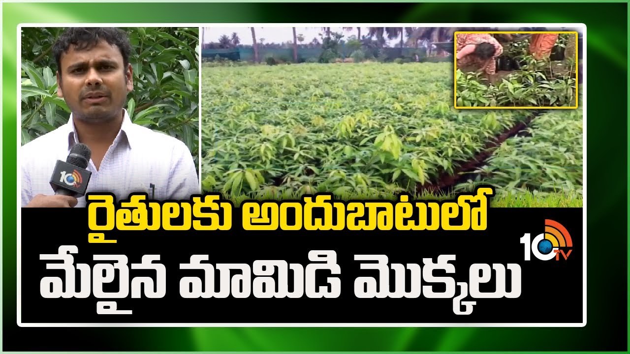 Best Mango Plants : రైతులకు అందుబాటులో మేలైన మామిడి మొక్కలు Best Mango Plants : రైతులకు అందుబాటులో మేలైన మామిడి మొక్కలు