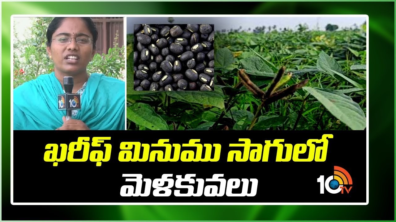 Blackgram Cultivation : ఖరీఫ్ మినుము సాగులో మెళకువలు Blackgram Cultivation : ఖరీఫ్ మినుము సాగులో మెళకువలు