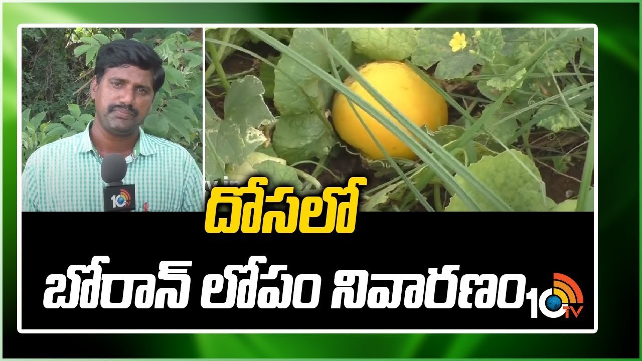 Boron Deficiency : బోరాన్ లోపంతో తగ్గుతున్న దోస దిగుబడులు – నివారణకు శాస్త్రవేత్తల సూచనలు Boron Deficiency : బోరాన్ లోపంతో తగ్గుతున్న దోస దిగుబడులు – నివారణకు శాస్త్రవేత్తల సూచనలు