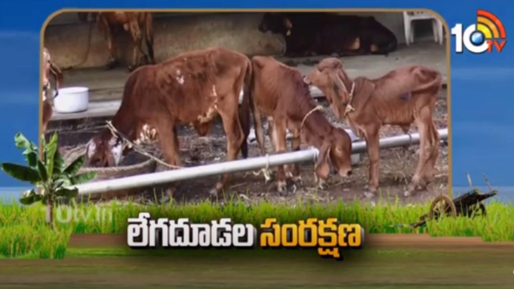 Cattle Breeding Techniques in Telugu