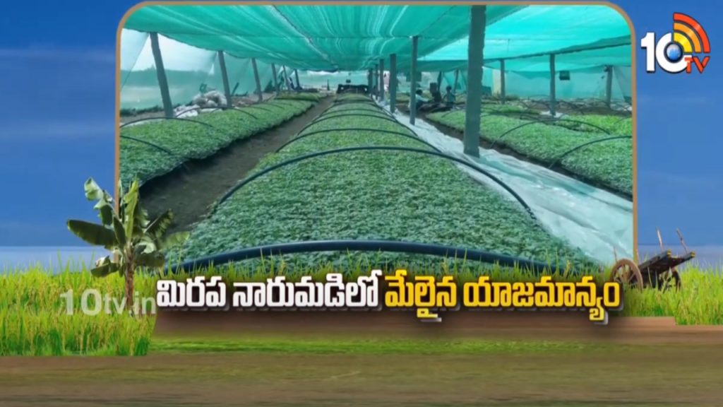 Chilli Cultivation Methods