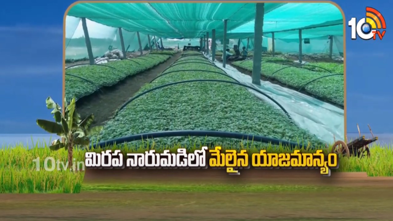 Chilli Cultivation : మిరప నారుమడిలో మేలైన యాజమాన్యం Chilli Cultivation : మిరప నారుమడిలో మేలైన యాజమాన్యం