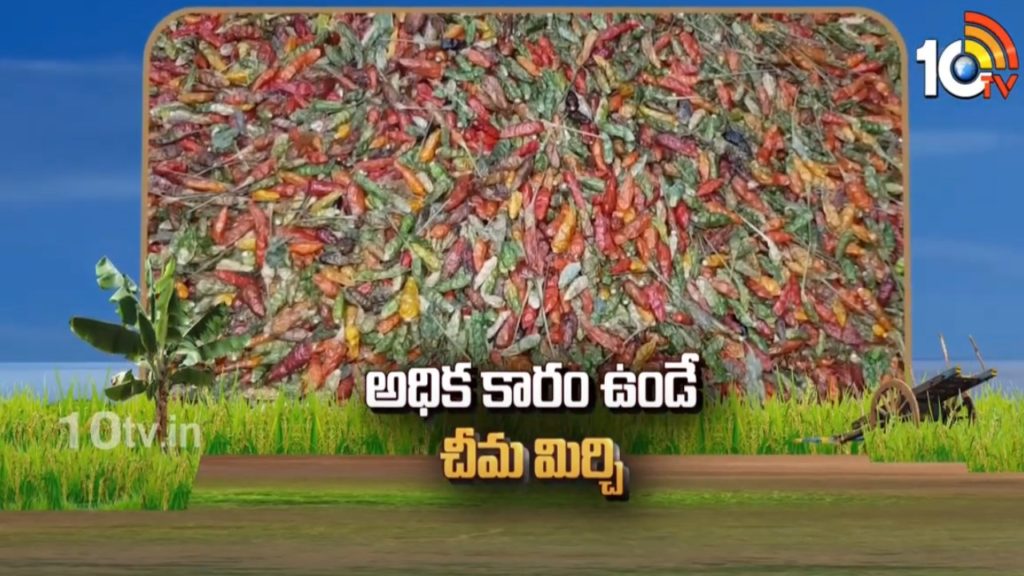 Chima Mirchi Cultivation