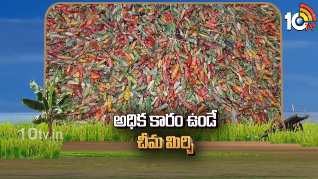 Chima Mirchi Cultivation : అధిక కారం ఉండే చీమ మిర్చి.. కాయ చిన్నదే.. ఘాటు.. లాభాలు అధికం Chima Mirchi Cultivation : అధిక కారం ఉండే చీమ మిర్చి.. కాయ చిన్నదే.. ఘాటు.. లాభాలు అధికం