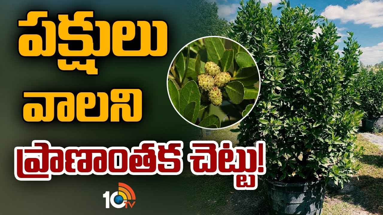 ఈ చెట్టు ఎందుకంత డేంజర్? మనిషికి చేసే హాని ఏంటి? పవన్ కల్యాణ్ ఇచ్చిన ఆదేశాలు ఏంటి.. ఈ చెట్టు ఎందుకంత డేంజర్? మనిషికి చేసే హాని ఏంటి? పవన్ కల్యాణ్ ఇచ్చిన ఆదేశాలు ఏంటి..