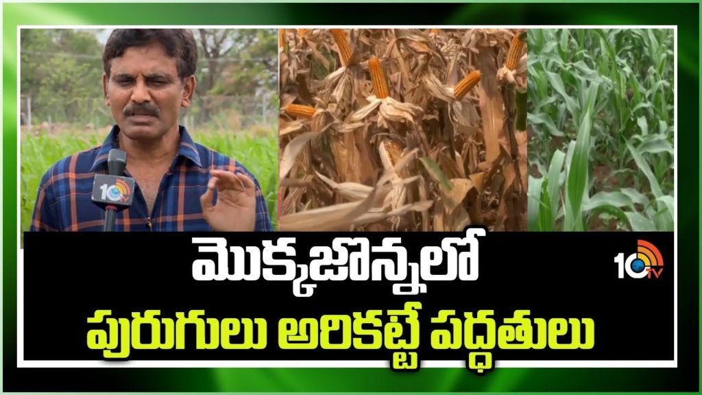 Control of Cutworm in Maize Crop