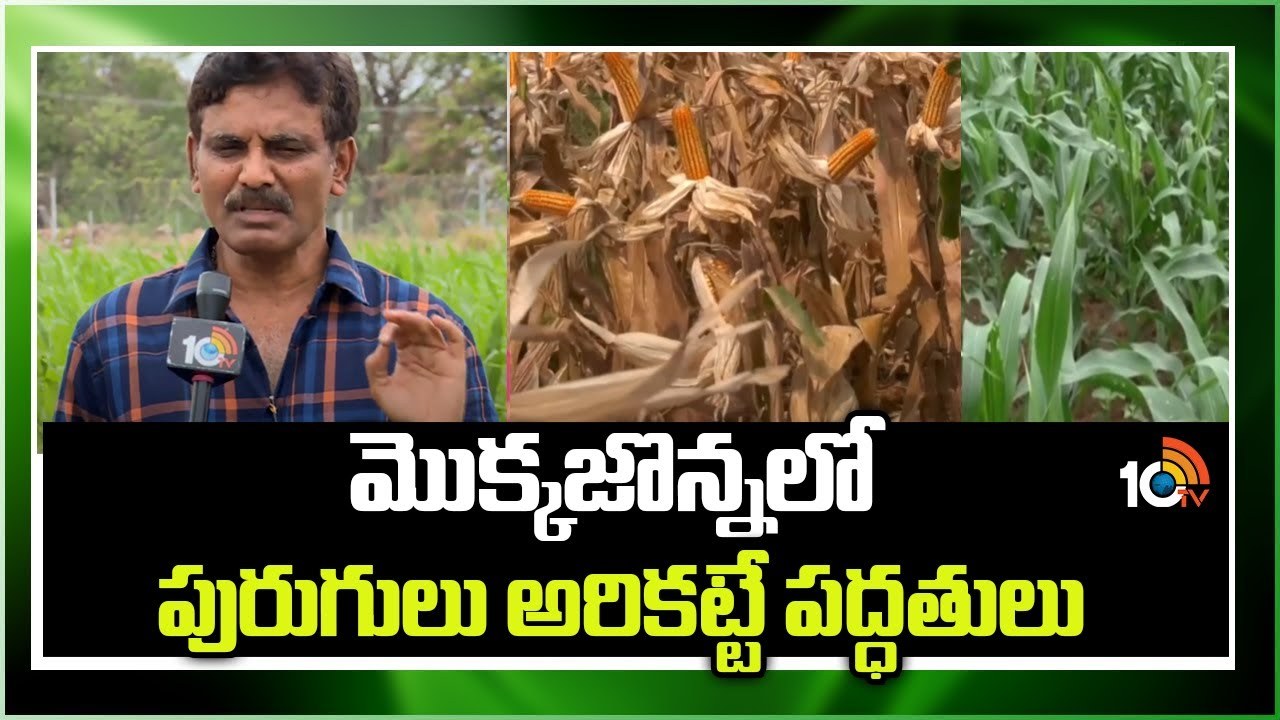 Maize Crop : మొక్కజొన్నకు చీడపీడల బెడద – నివారణ చర్యలకు శాస్త్రవేత్తల సూచనలు Maize Crop : మొక్కజొన్నకు చీడపీడల బెడద – నివారణ చర్యలకు శాస్త్రవేత్తల సూచనలు