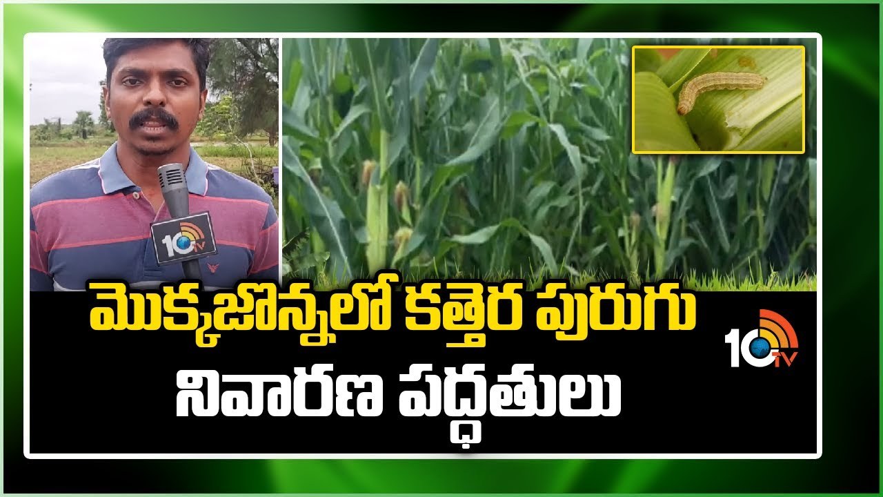 Maize Crop : మొక్కజొన్నలో కత్తెర పురుగు.. నివారణ పద్ధతులు Maize Crop : మొక్కజొన్నలో కత్తెర పురుగు.. నివారణ పద్ధతులు