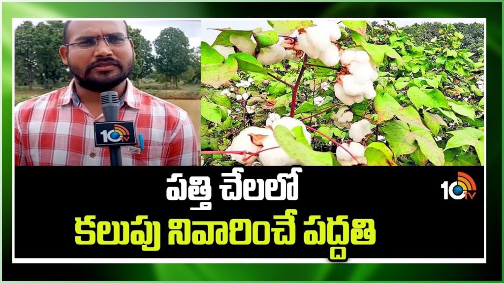Cotton Crop