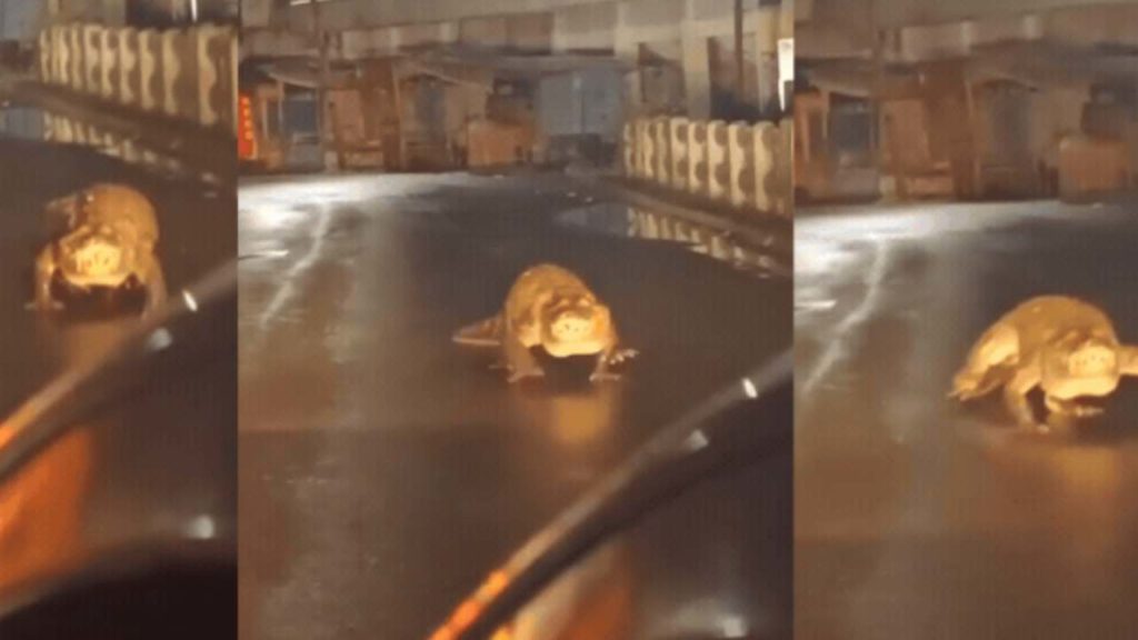 Crocodile On Road In Maharashtra