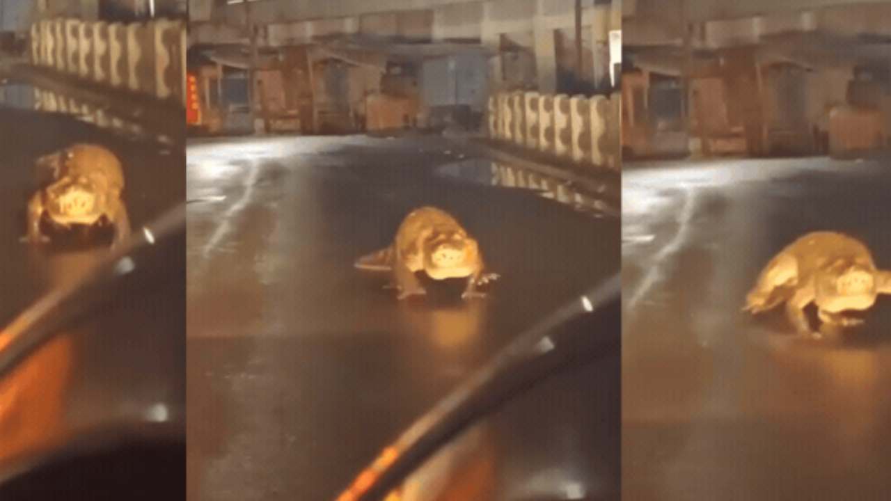 Crocodile : బాబోయ్.. రోడ్డుపైకొచ్చిన భారీ మొసలి.. వాహనదారులు ఏం చేశారంటే? వీడియో వైరల్ Crocodile : బాబోయ్.. రోడ్డుపైకొచ్చిన భారీ మొసలి.. వాహనదారులు ఏం చేశారంటే? వీడియో వైరల్