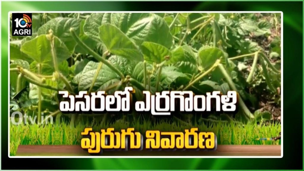 Cultivation Techniques Of Greengram