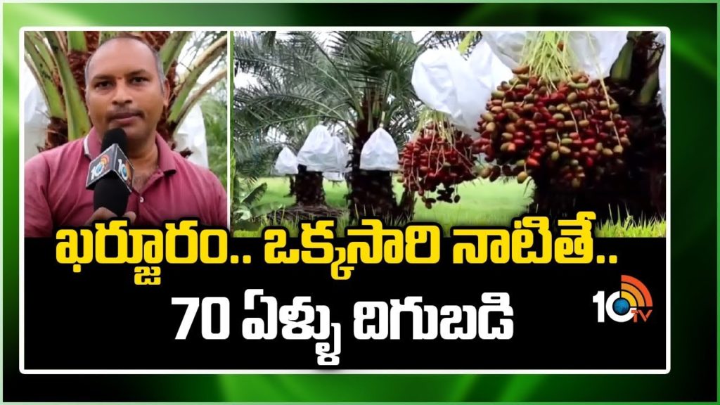 Dates Cultivation Process