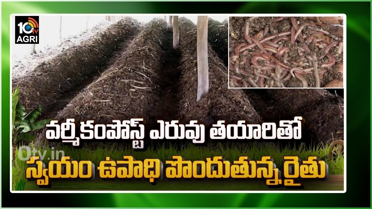 Vermicompost Production : కల్పతరువుగా సేంద్రియ ఎరువులు.. వర్మీకంపోస్ట్ తయారీతో స్వయం ఉపాధి పొందుతున్న రైతు Vermicompost Production : కల్పతరువుగా సేంద్రియ ఎరువులు.. వర్మీకంపోస్ట్ తయారీతో స్వయం ఉపాధి పొందుతున్న రైతు