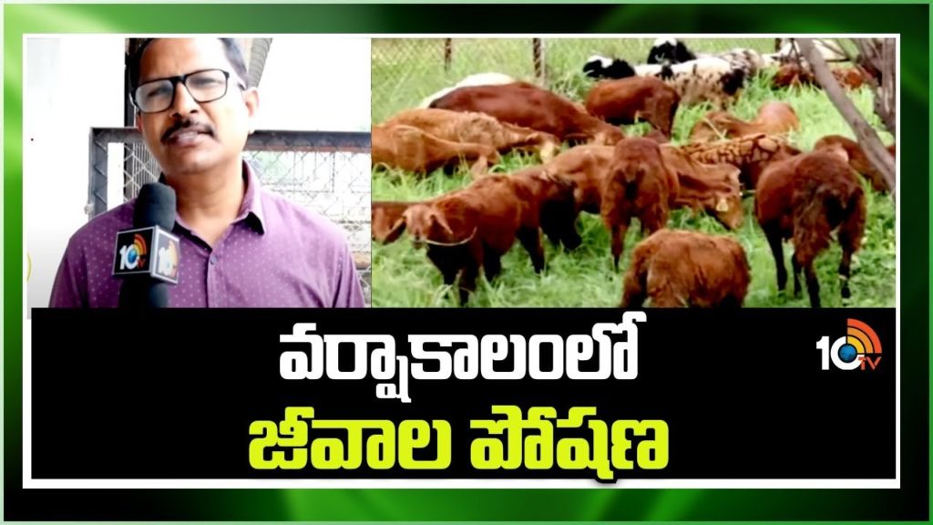 Goat Cultivation And Tips