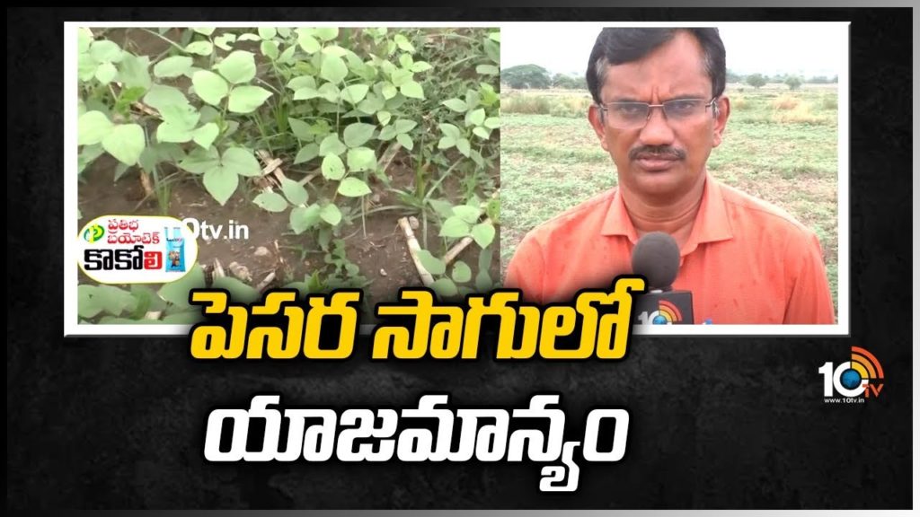Green Gram Cultivation Methods