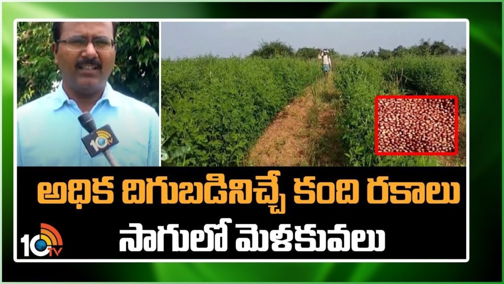 High Yielding Kandi Varieties cultivation techniques