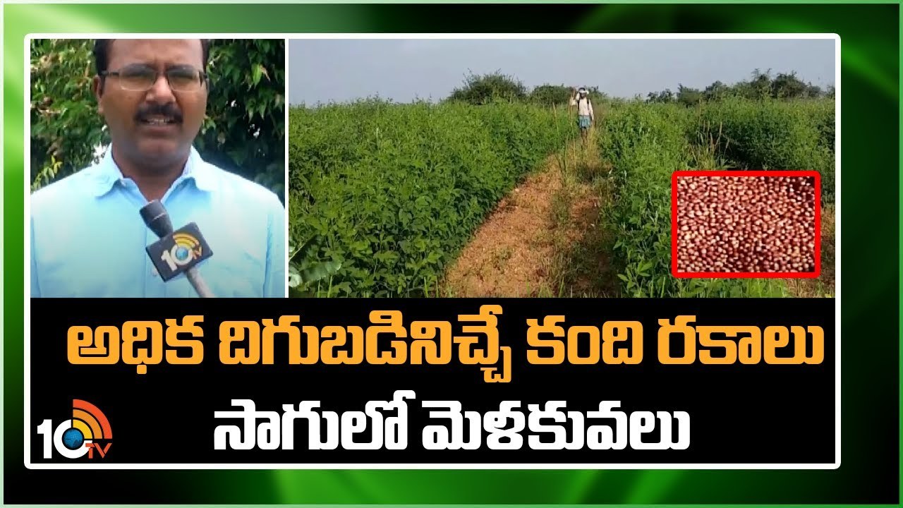 Kandi Varieties : అధిక దిగుబడినిచ్చే కంది రకాలు.. సాగులో మెళకువలు Kandi Varieties : అధిక దిగుబడినిచ్చే కంది రకాలు.. సాగులో మెళకువలు