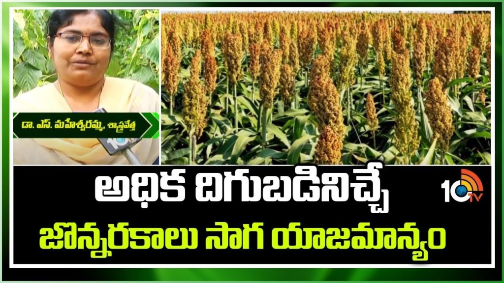 High Yielding Sorghum Varieties