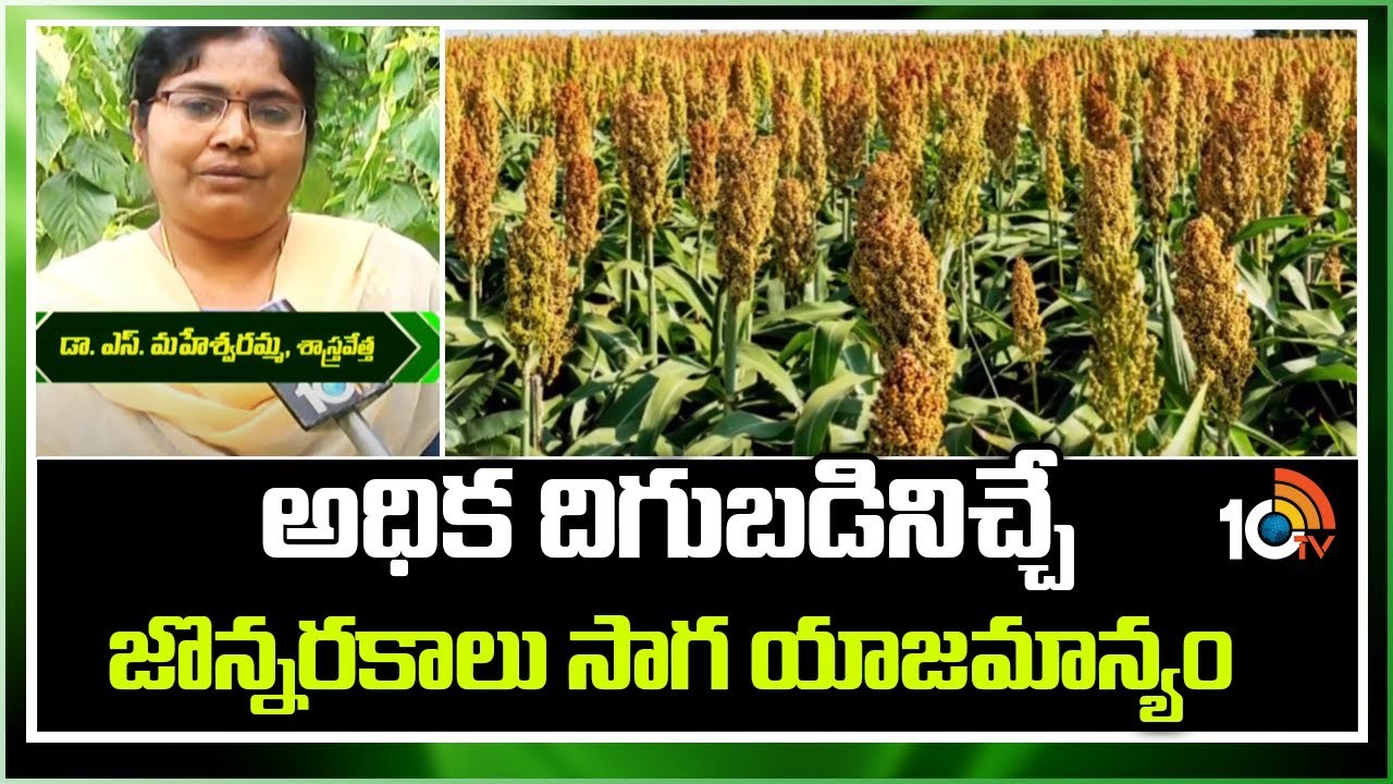 Sorghum Varieties : అధిక దిగుబడినిచ్చే జొన్నరకాలు – సాగు యాజమాన్యం Sorghum Varieties : అధిక దిగుబడినిచ్చే జొన్నరకాలు – సాగు యాజమాన్యం